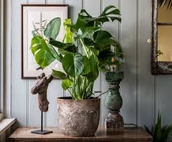 How Houseplants Can Improve Your Indoor Air Quality